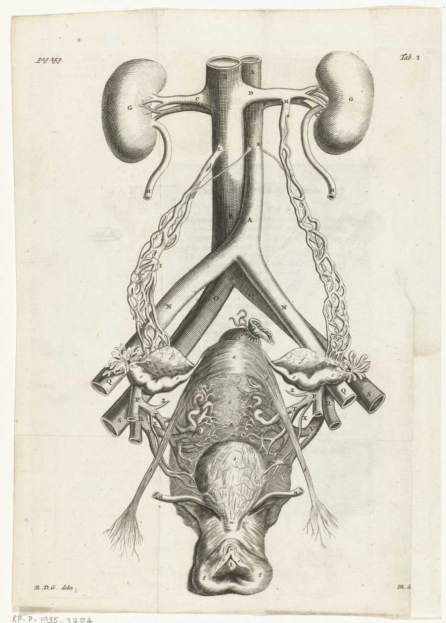 Illustrazione anatomica degli organi genitali femminili e dei reni da Hendrik Bary