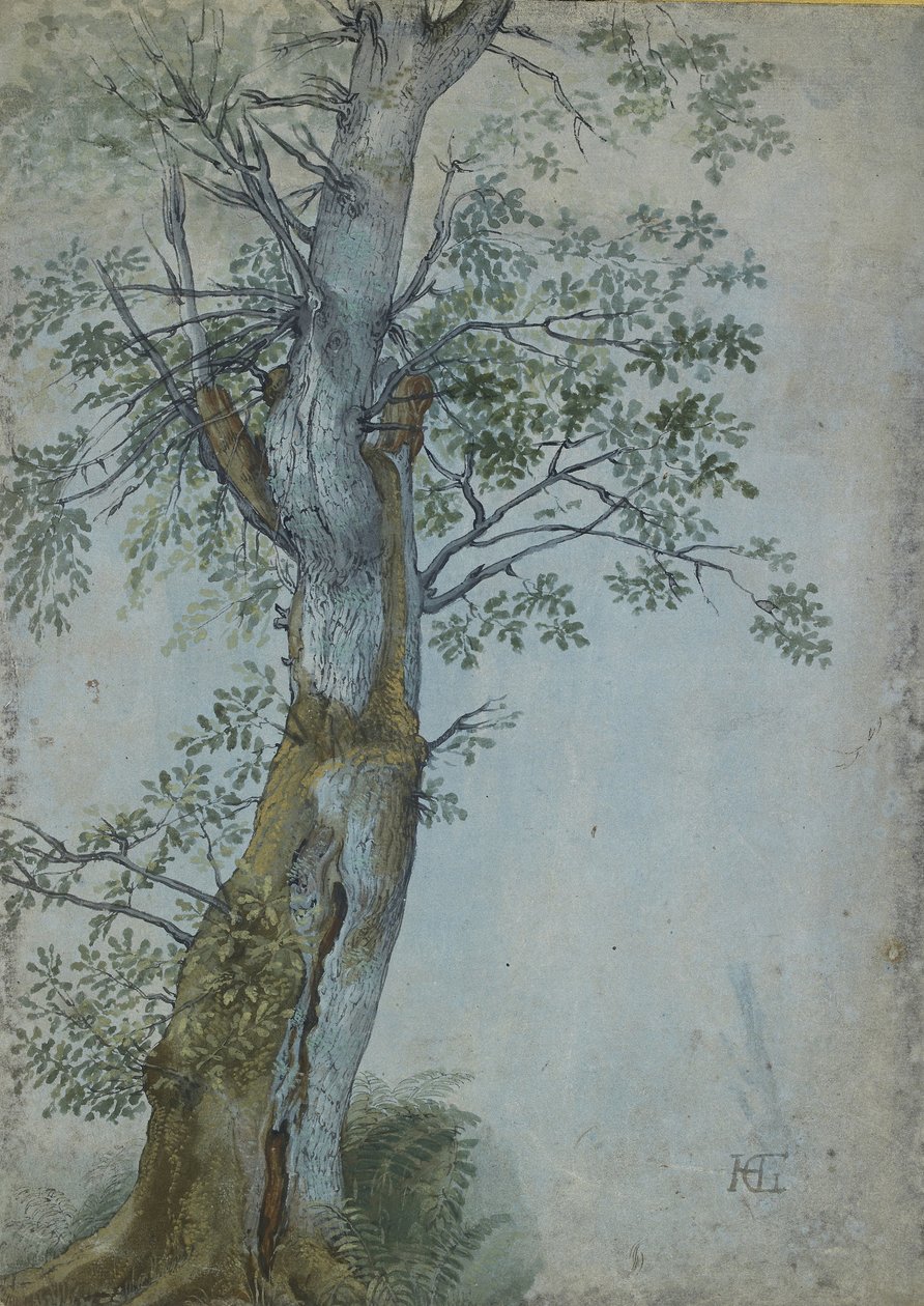 Studio di un albero da Hendrik Goltzius