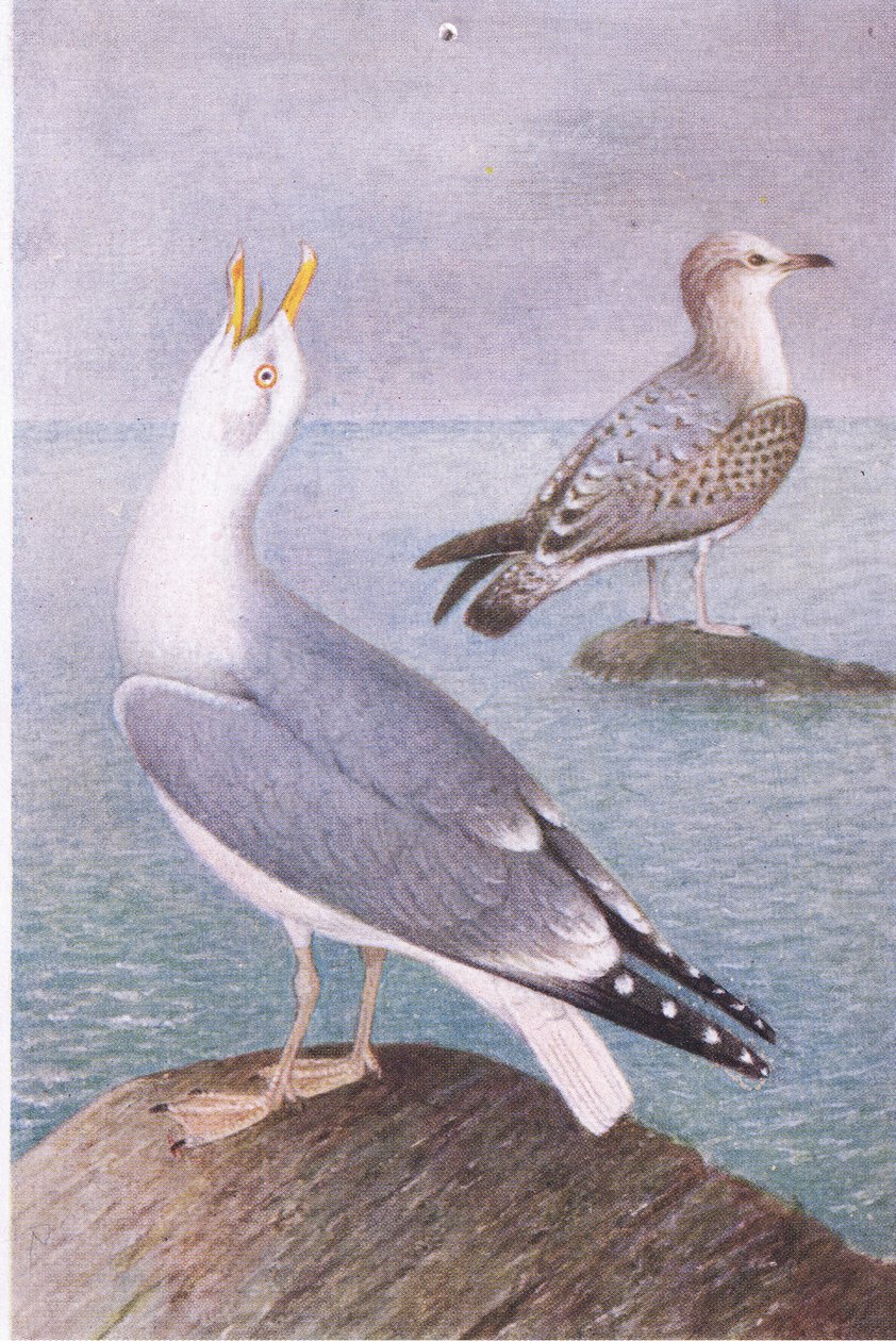 Gabbiano reale, Cartoline, 1930s da Hendrik Gronvold