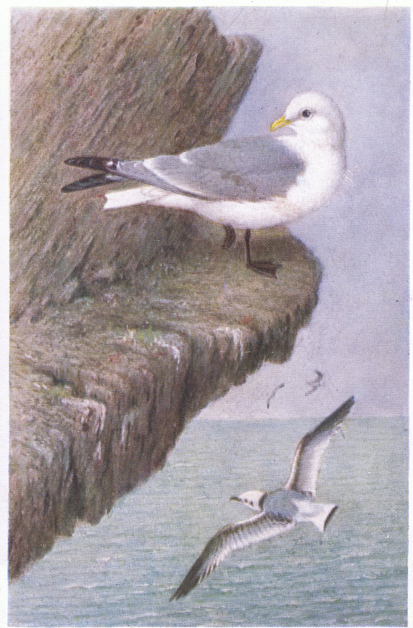 Gabbiano tridattilo, Cartoline, 1930s da Hendrik Gronvold