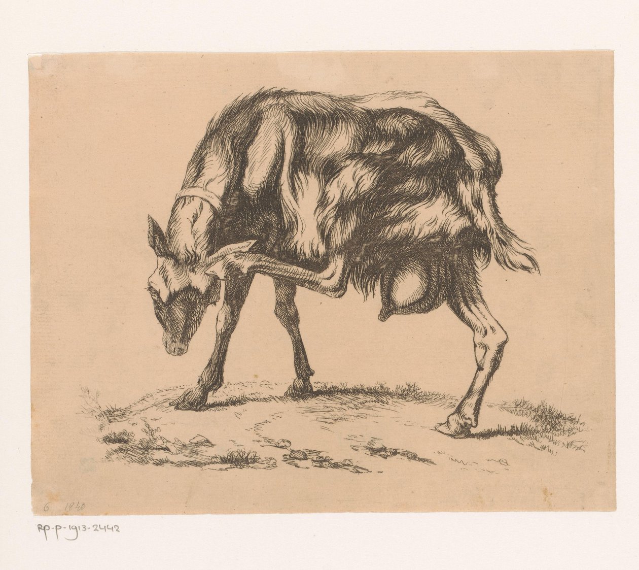 Capra che si gratta la testa da Hendrik Jozef Franciscus van der Poorten