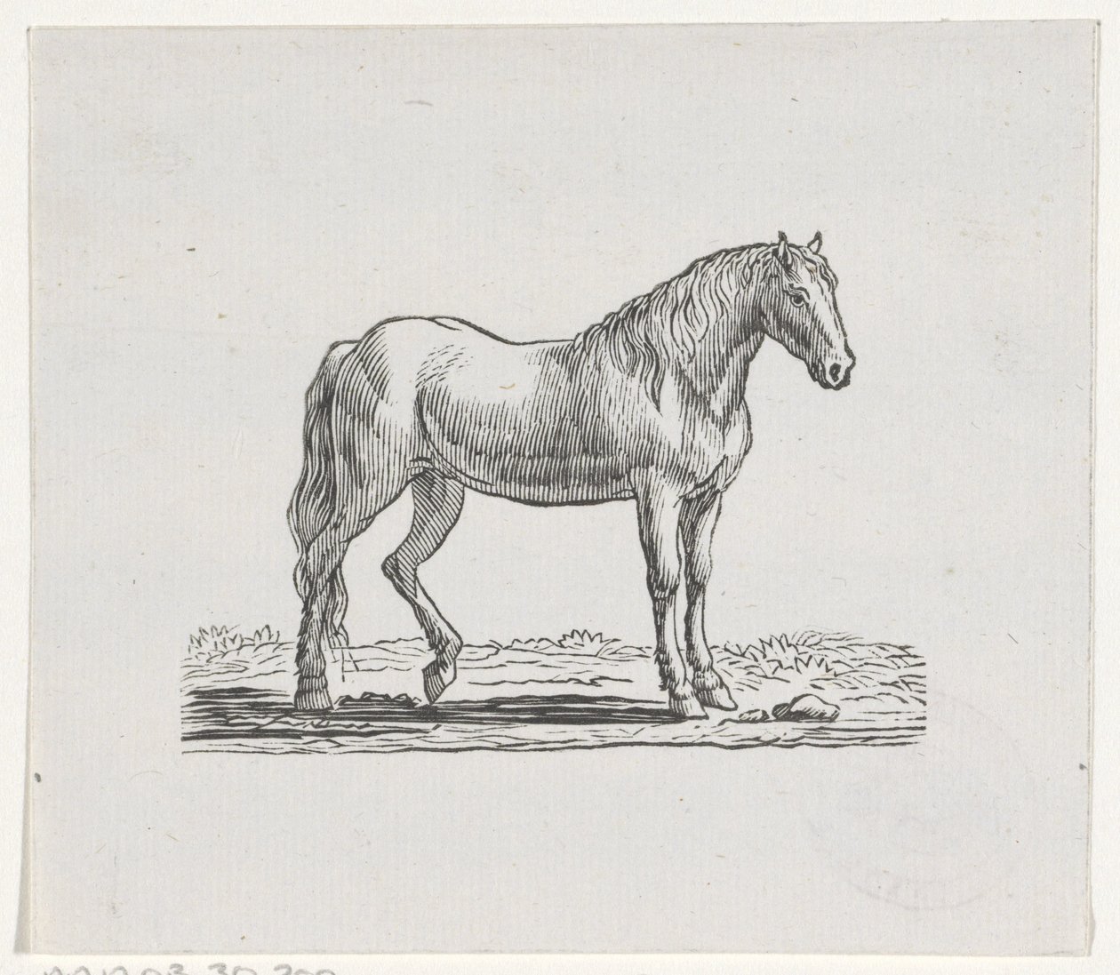 Cavallo da Hendrik Numan