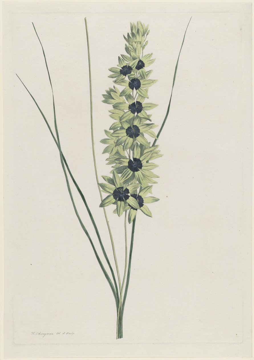Ixia maculata viridis (Iris africano) da Hendrik Schwegman