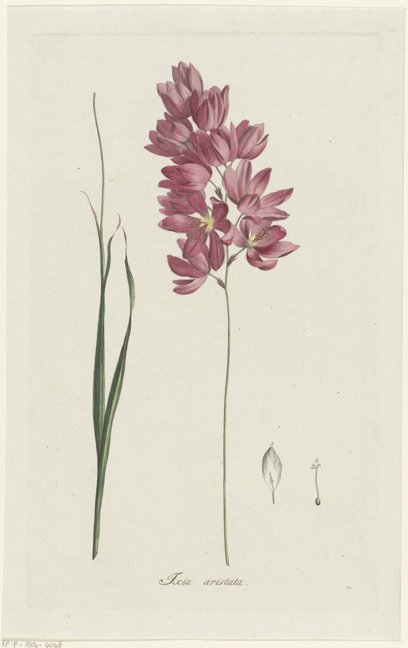 Ixia patens Aiton da Hendrik Schwegman