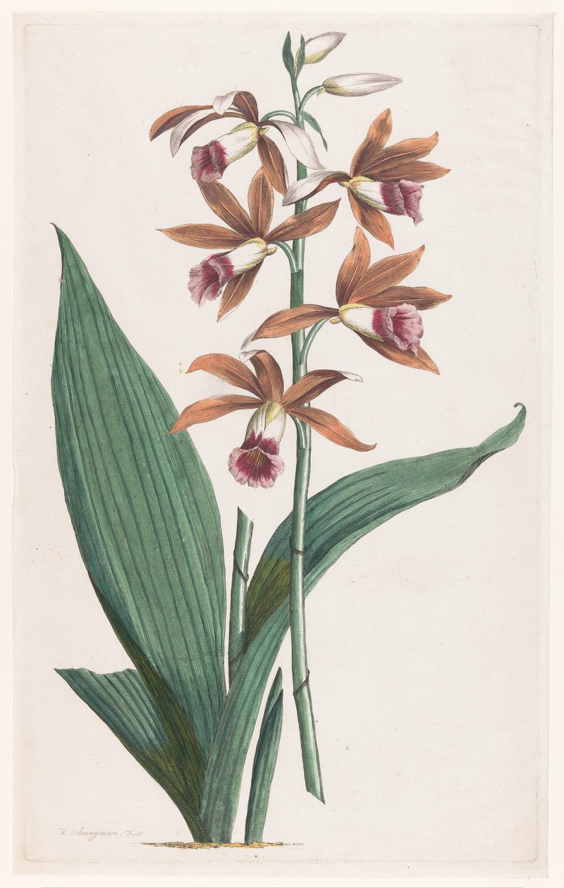 Orchidea di palude da Hendrik Schwegman
