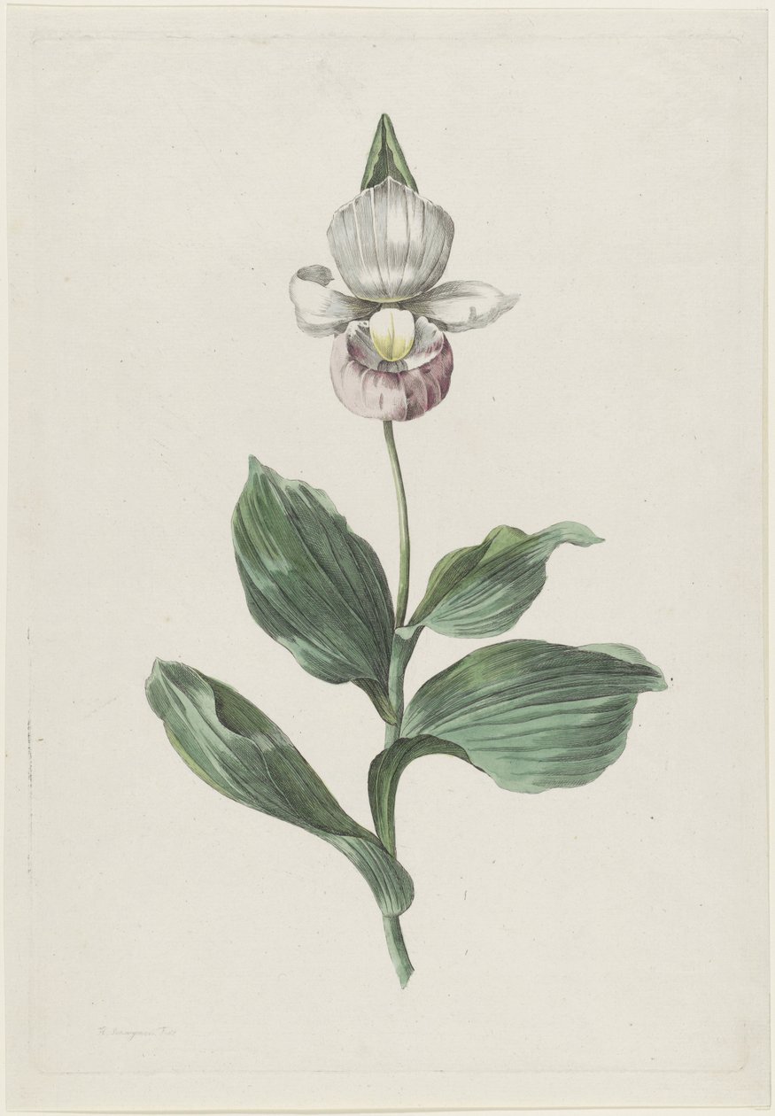 Orchidea Cypripedium reginae Walter da Hendrik Schwegman