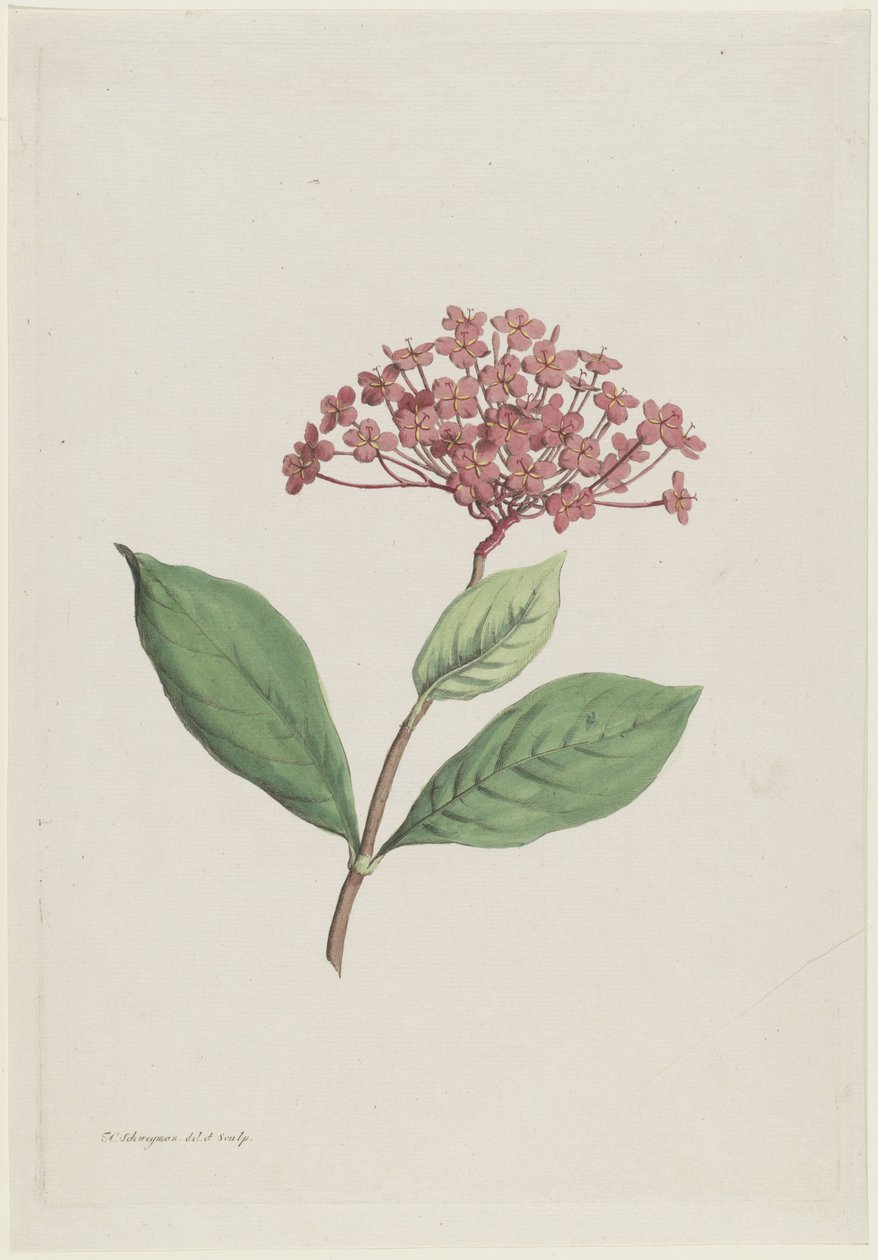 Pauwenkers (Ixora coccinea) da Hendrik Schwegman