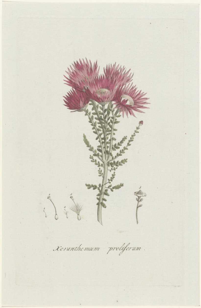 Phaenocoma prolifera Xeranthemum proliferum da Hendrik Schwegman