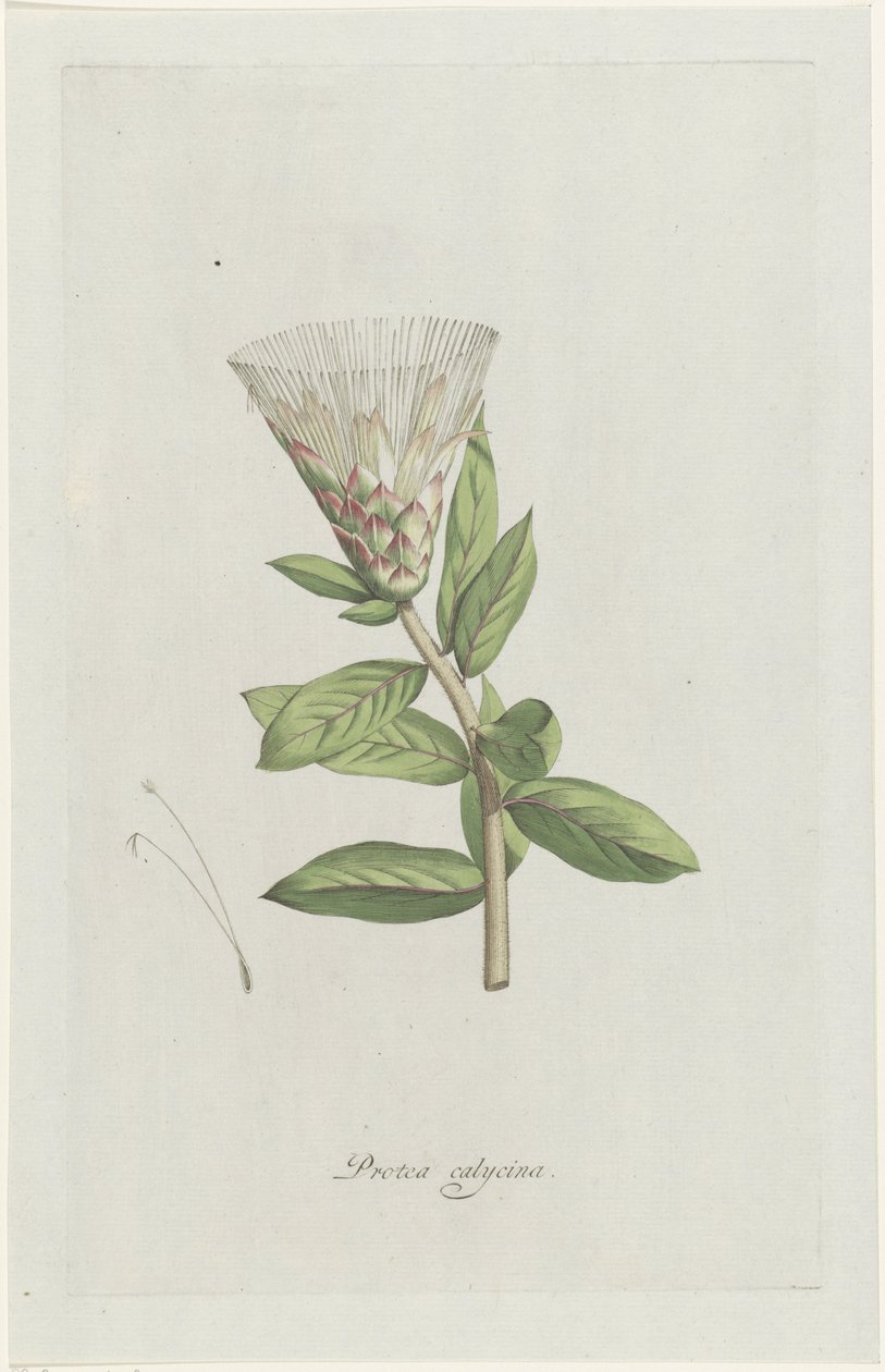 Protea da Hendrik Schwegman