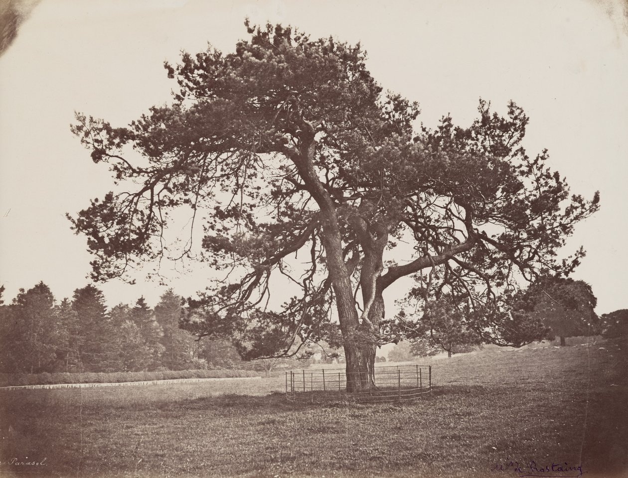 Parco del Palazzo Hamilton (Pino Parasole), 1858 circa (foto) da Henri Charles de Rostaing