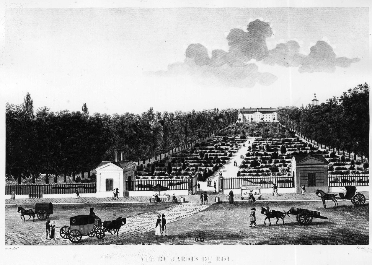 Vista del giardino del re: il giardino delle piante a Parigi - incisione di Courvoisier da Henri Courvoisier Voisin