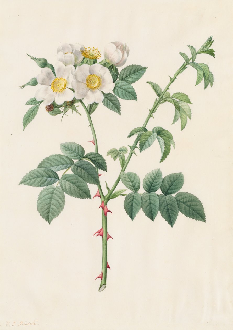 Rosa canina o rosa di macchia, 1817-1824 da Pierre Joseph Redouté