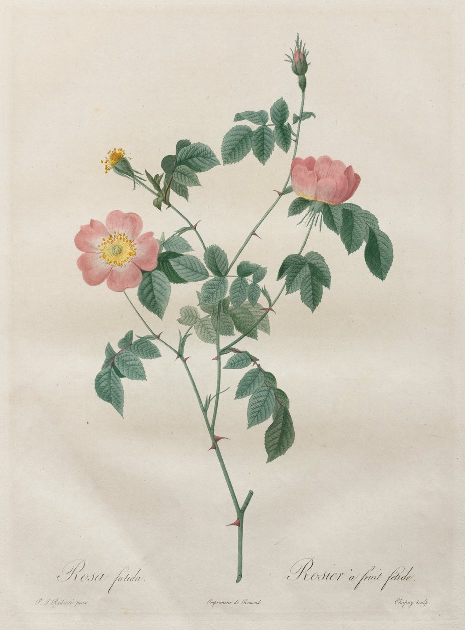 Le rose: Rosa indica da Pierre Joseph Redouté