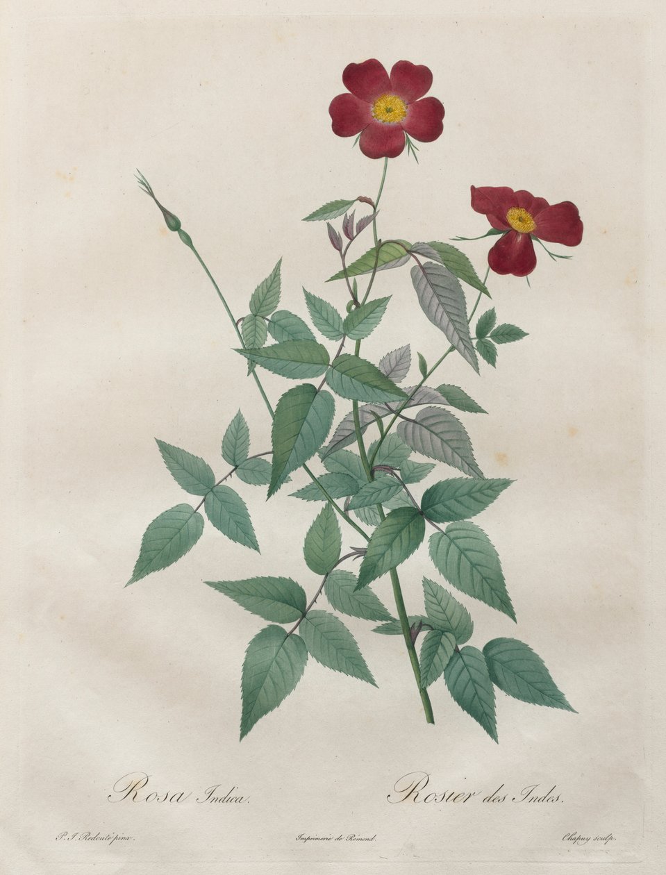 Le rose: Rosa indica, 1817-1824 da Pierre Joseph Redouté