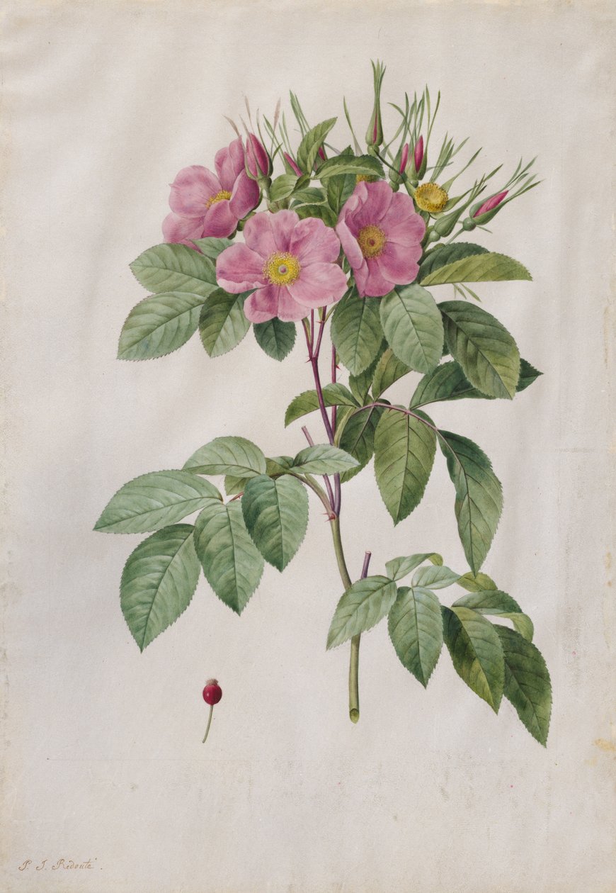 Rosa Carolina Corymbosa, 1817-1824 da Pierre Joseph Redouté
