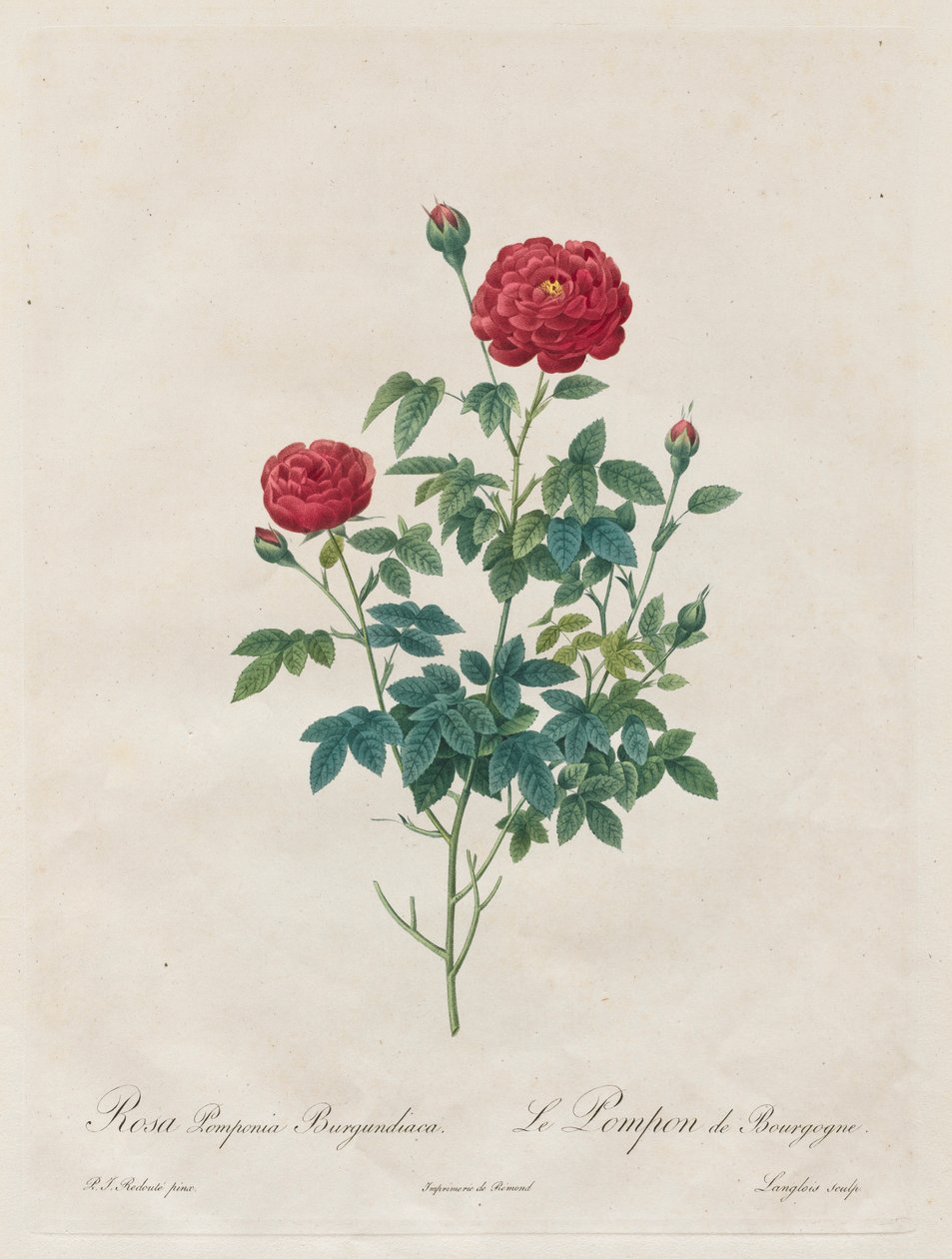Pompon Rose, 1817-1824 da Pierre Joseph Redouté