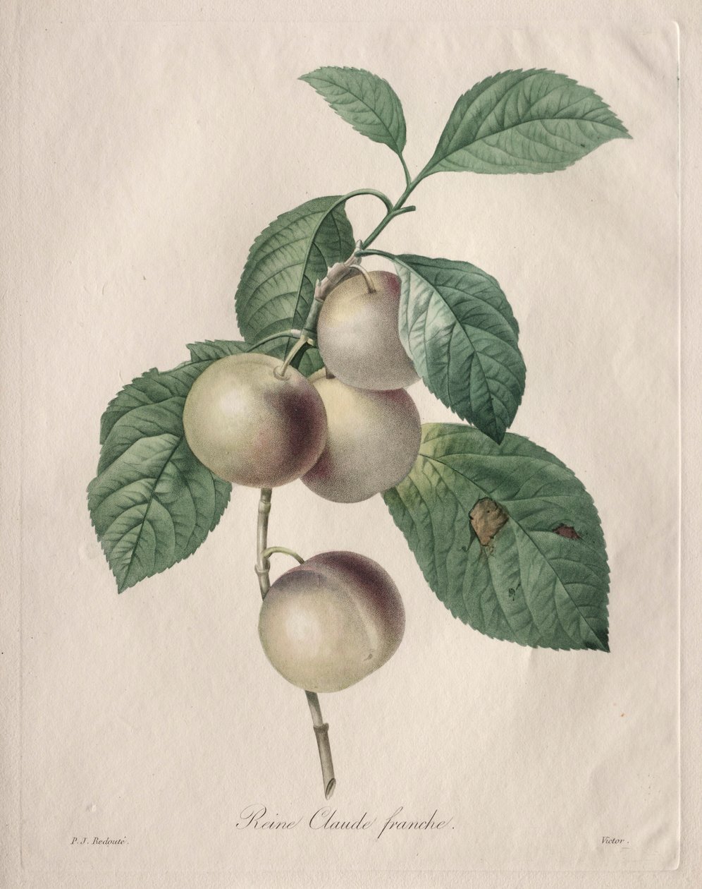 Prugna Reine Claude da Pierre Joseph Redouté