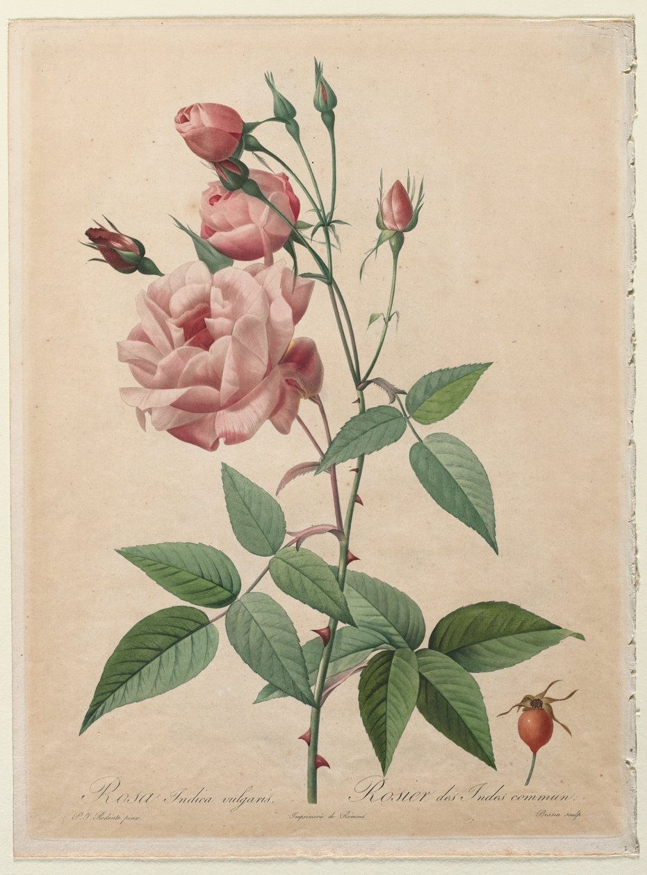 Le rose: Rosa della Cina o del Bengala da Pierre Joseph Redouté