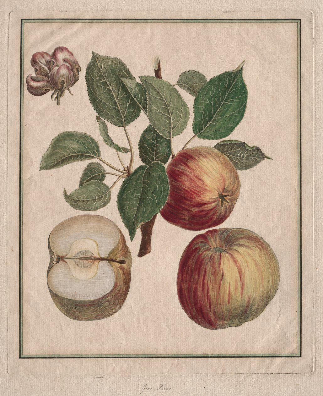 Mela con foglia e fiore di frutta da Henri Louis Duhamel du Monceau
