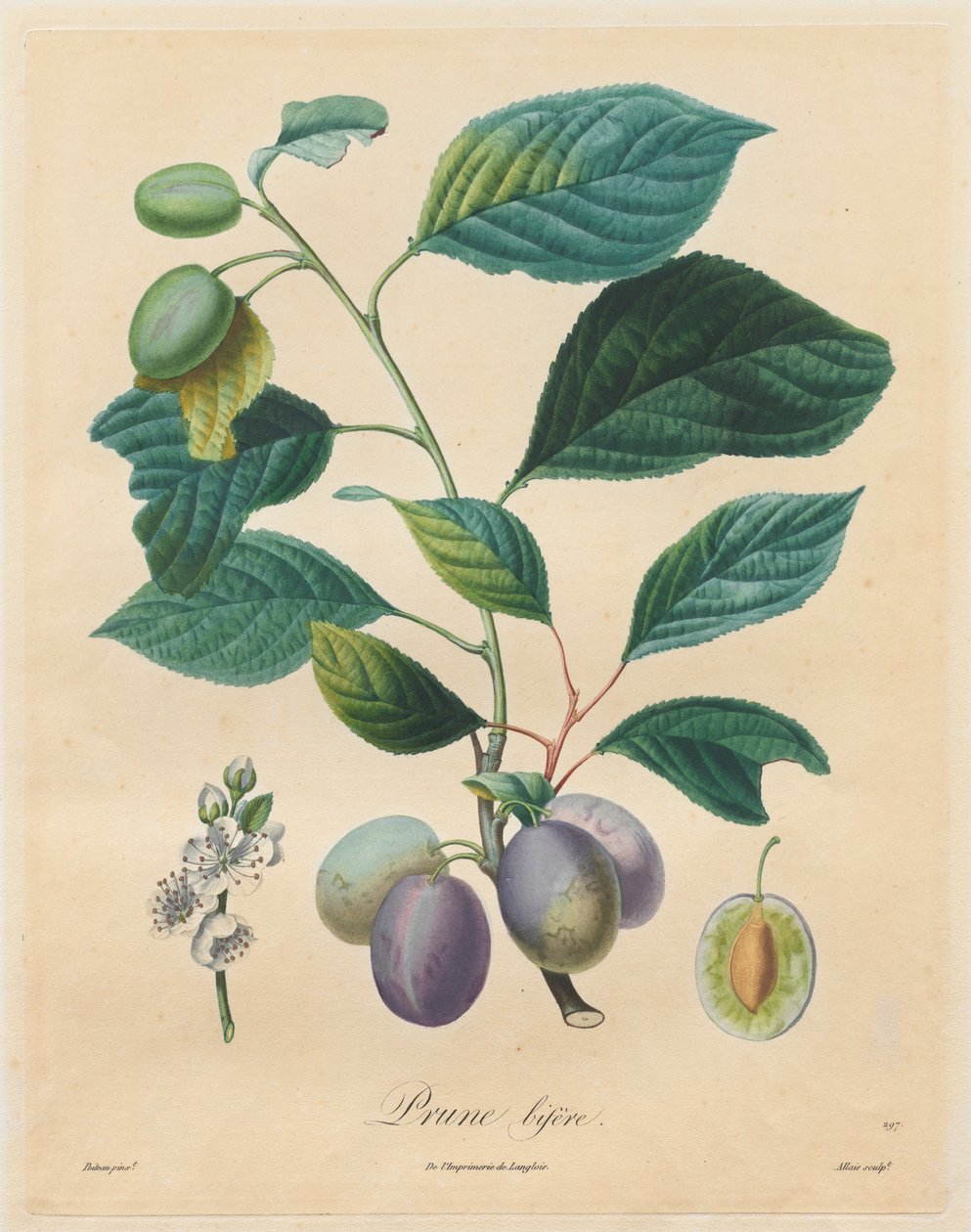 Traitè des arbres fruitiers: Prugna bifère, 1808-1835 da Henri Louis Duhamel du Monceau