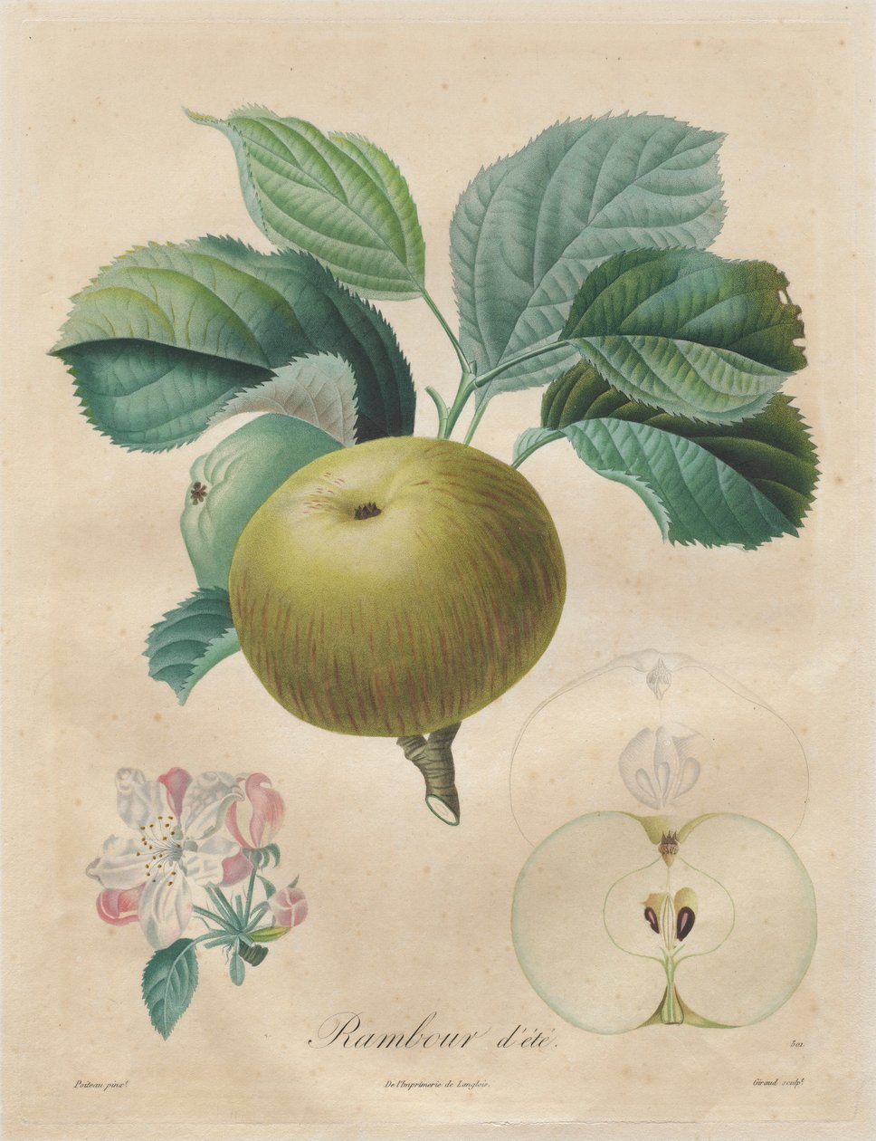 Trattato degli alberi da frutto: Rambour d