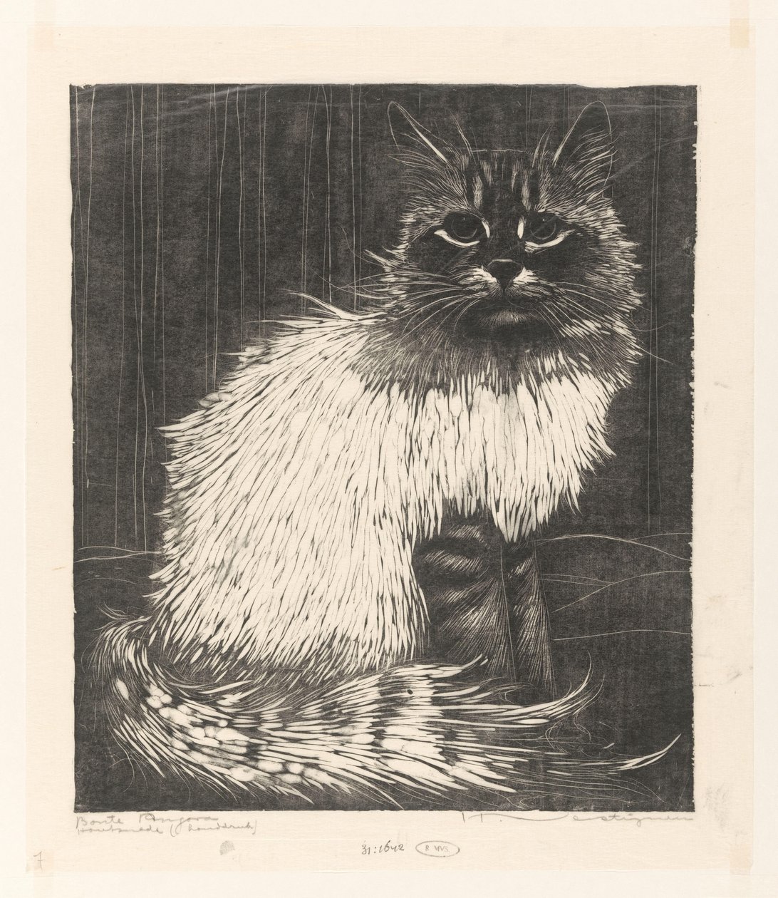Angora variopinta da Henri Verstijnen (signed by artist)