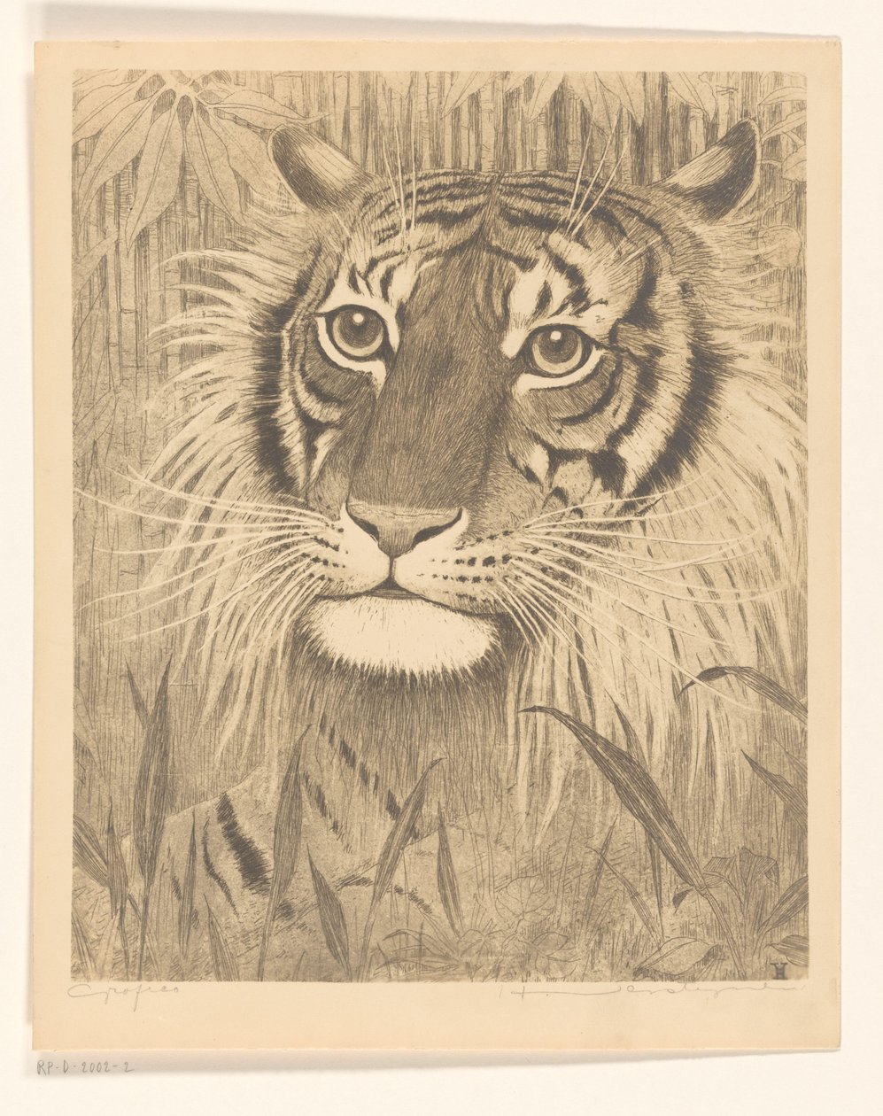 Testa di una tigre da Henri Verstijnen (signed by artist)