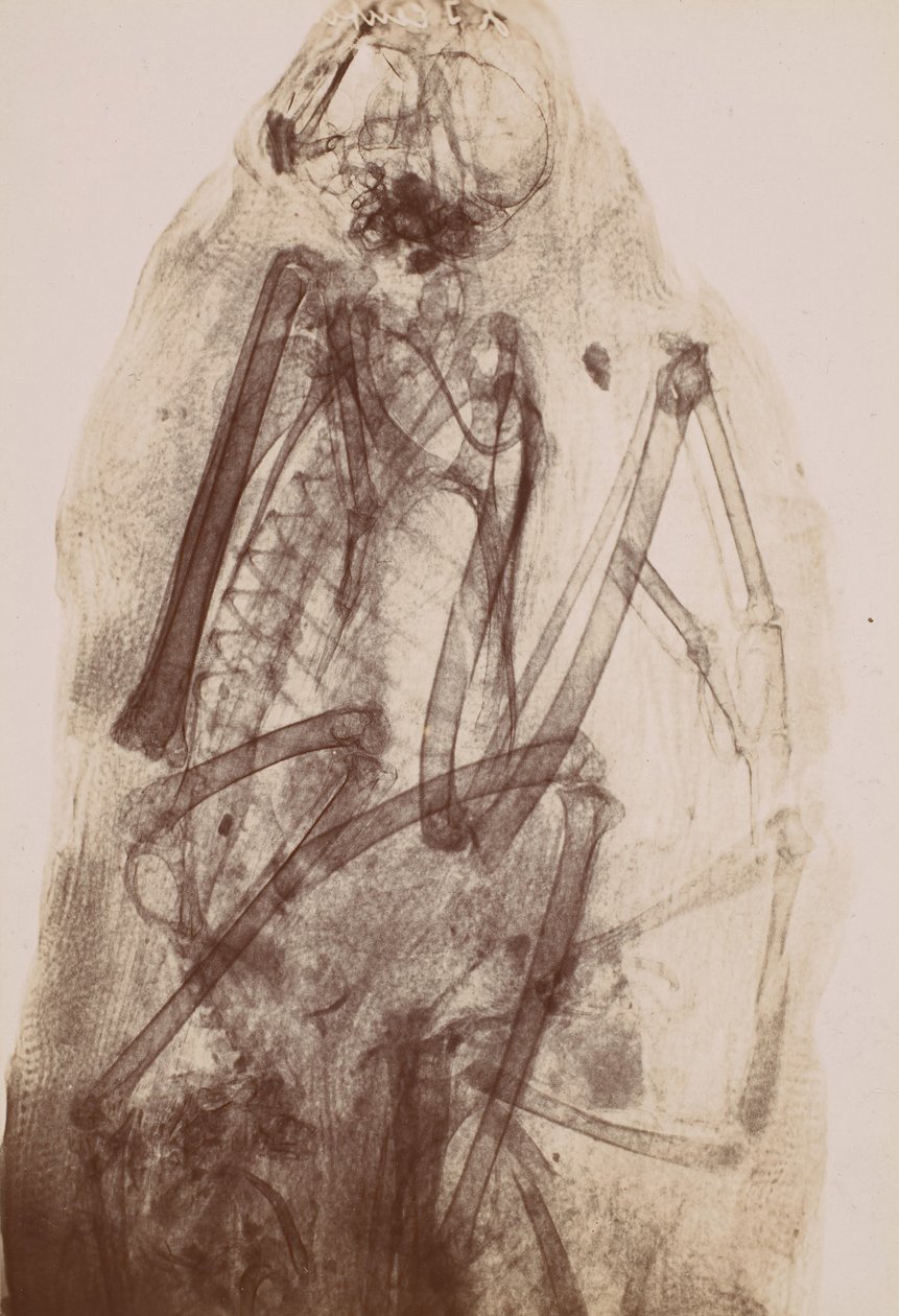 [Radiografia della mummia di un rapace] da Henri van Heurck
