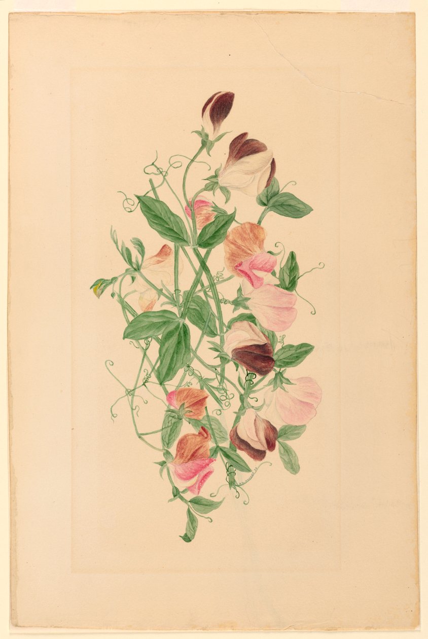 Disegno, Piselli dolci, 1875 da Henrietta Benson Homer