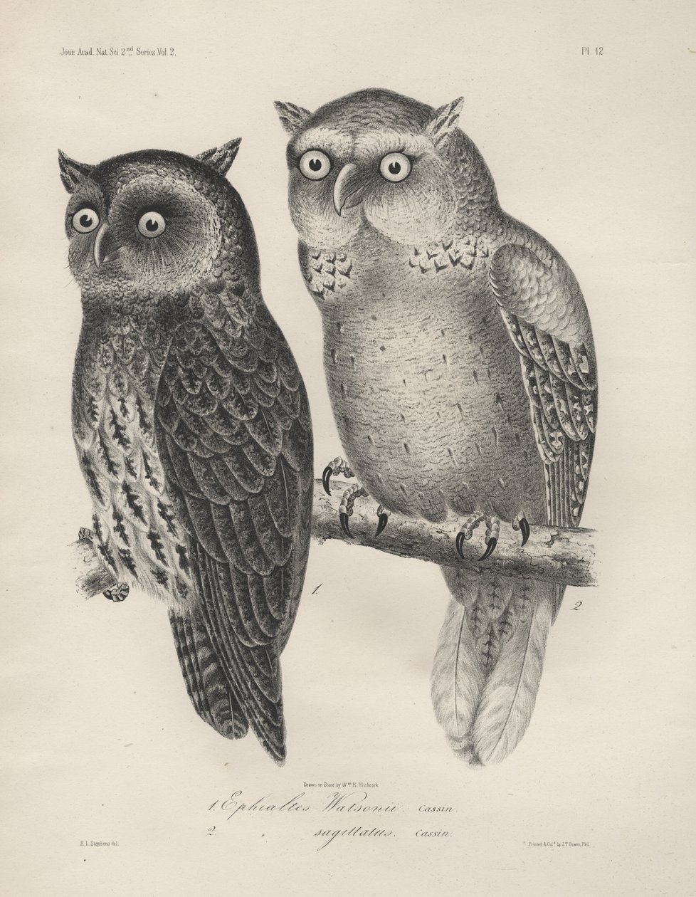 1. Ephialtes Watsonii, 2. (Ephialtes) Sagittatus, litografia di J.T. Bowen, 1850 da Henry Louis Stephens