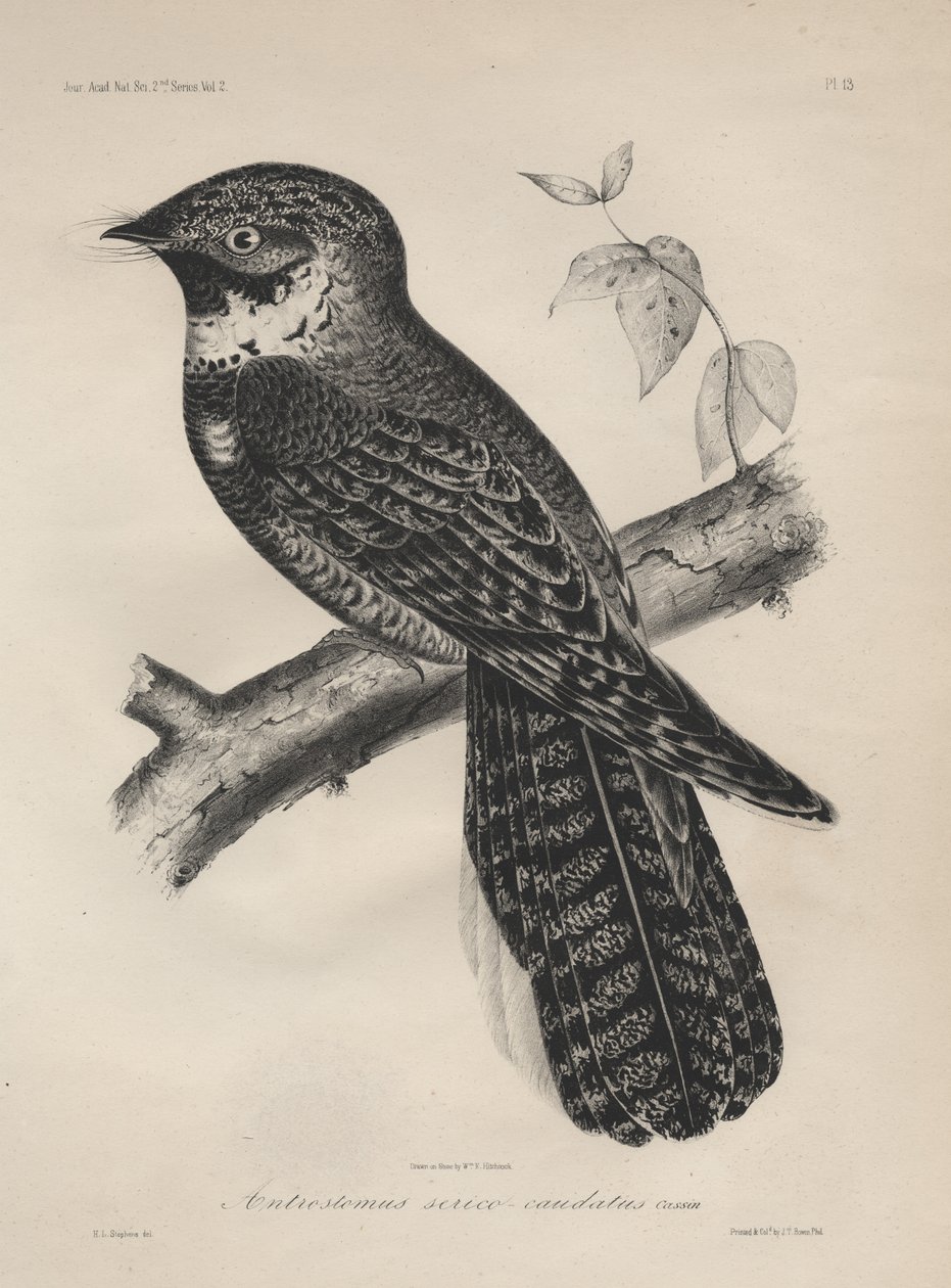 Antrostomus Serico-Caudatus, litografia di J.T. Bowen, 1850 da Henry Louis Stephens