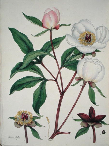 Paeonia Albiflora, da 