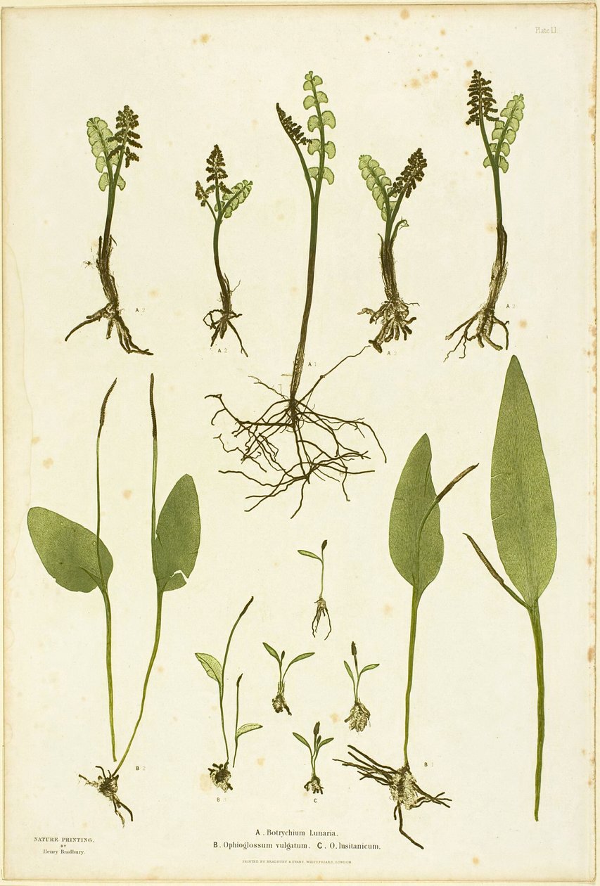 Stampa naturalistica di felci Moonwort e Adder