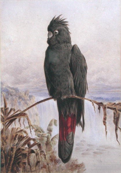 Cacatua nero dalla coda rossa australiano da Henry Bright