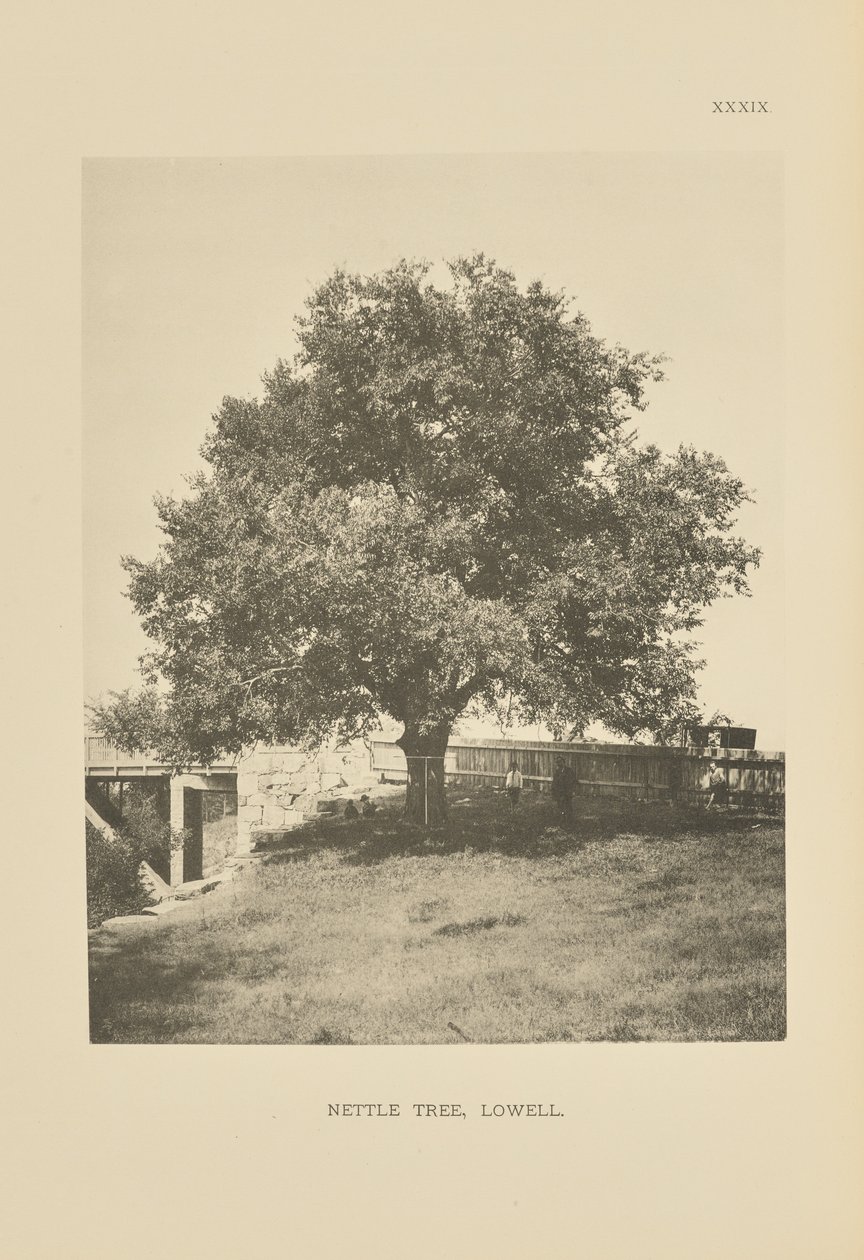 Albero dell