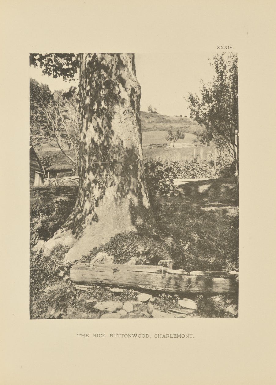 Il riso Buttonwood, Charlemont da Henry Brooks