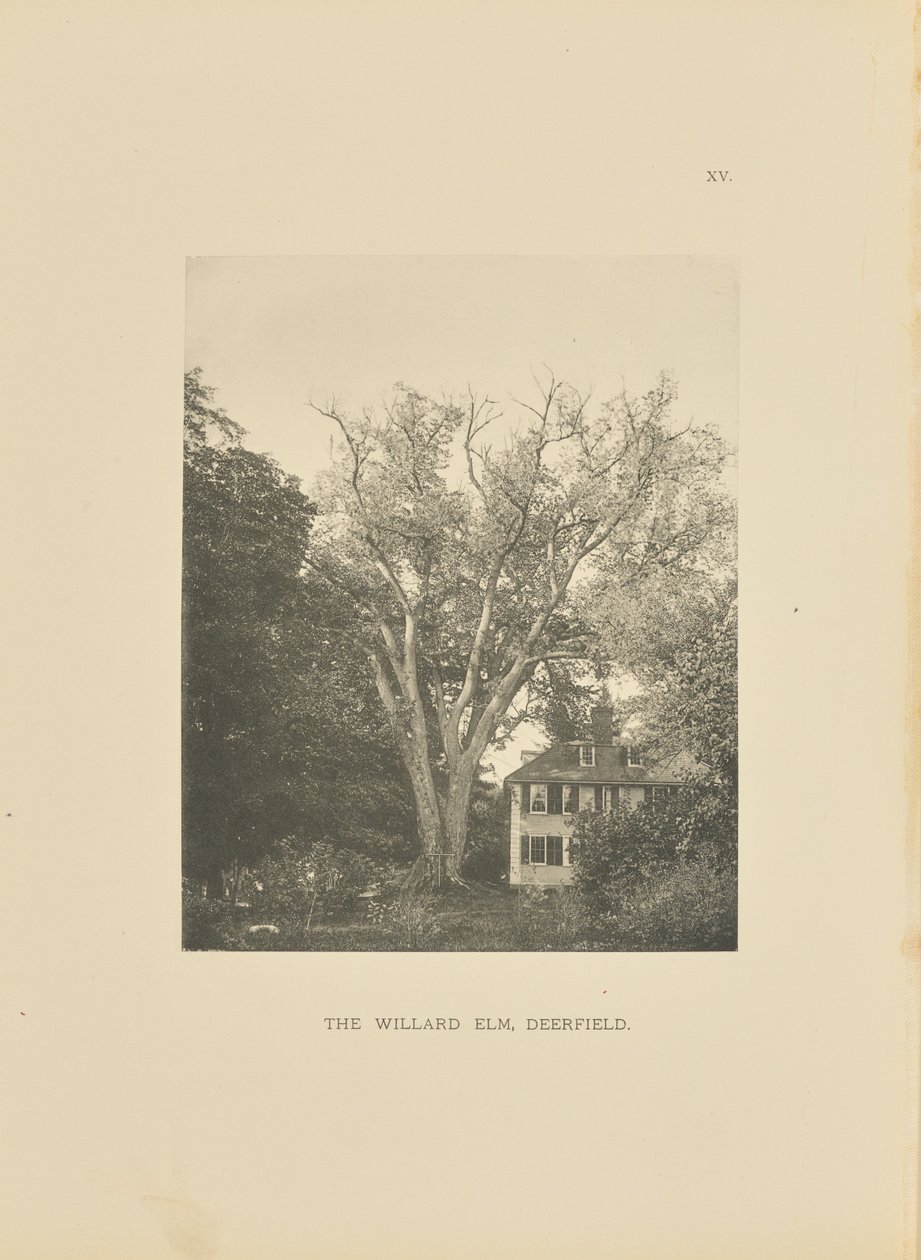 Il Willard Elm, Deerfield da Henry Brooks