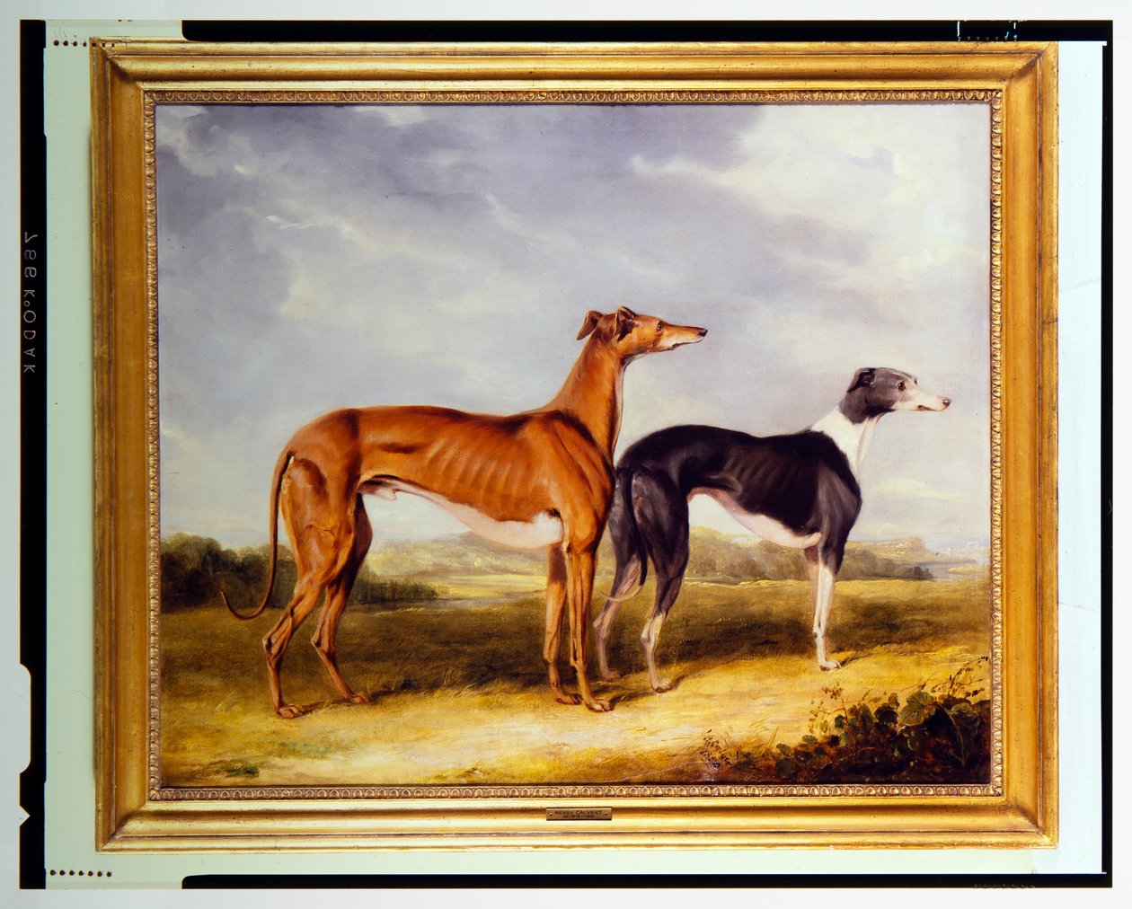 Due Levrieri, proprietà del Dr. Edmund Taylor di Booth Hall da Henry Calvert