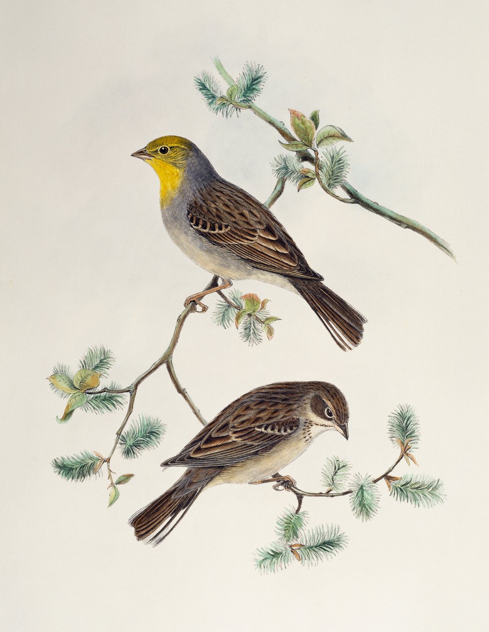 Emberiza cinerea, da Birds of Asia da Henry Constantine Richter