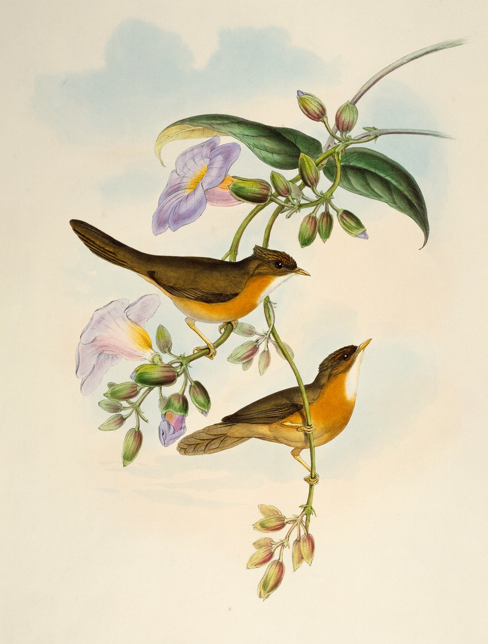 Tordo ventre fulvo (Dumetia hyperythra), litografia da Uccelli dell