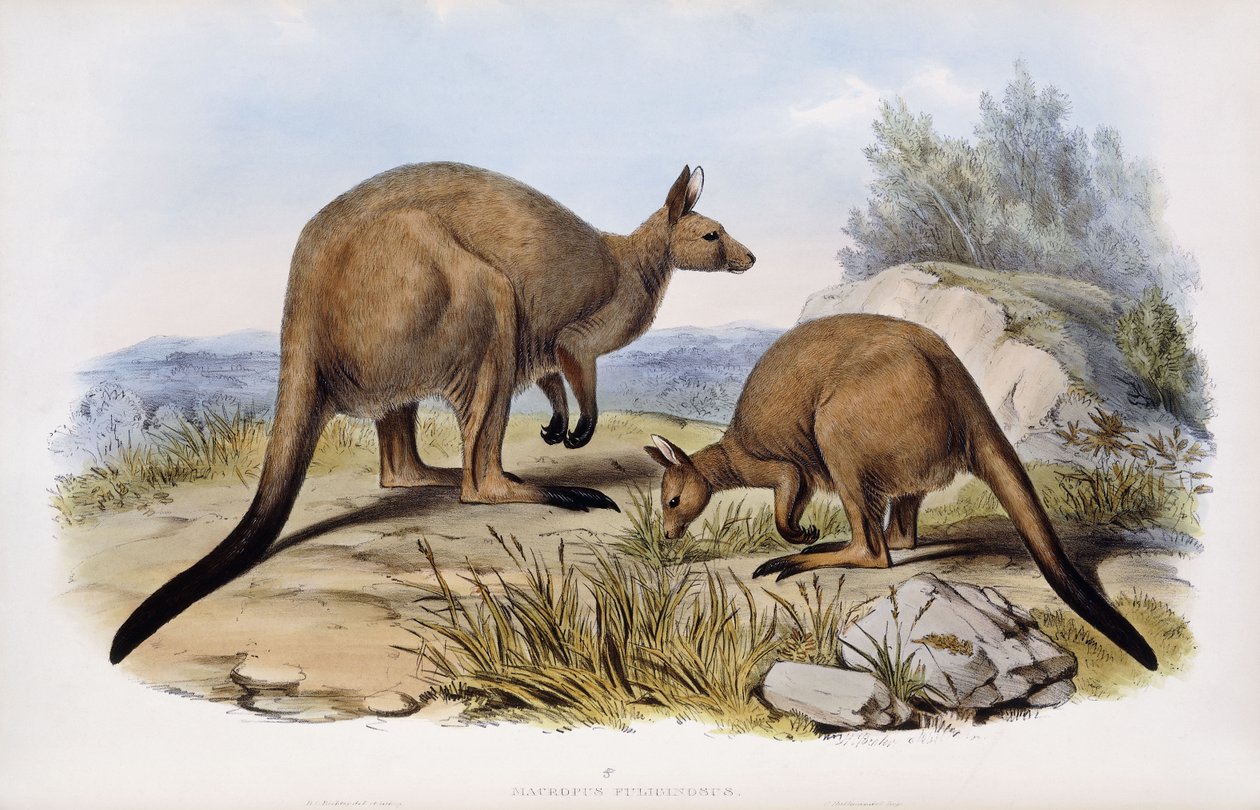Canguro grigio occidentale da Henry Constantine Richter
