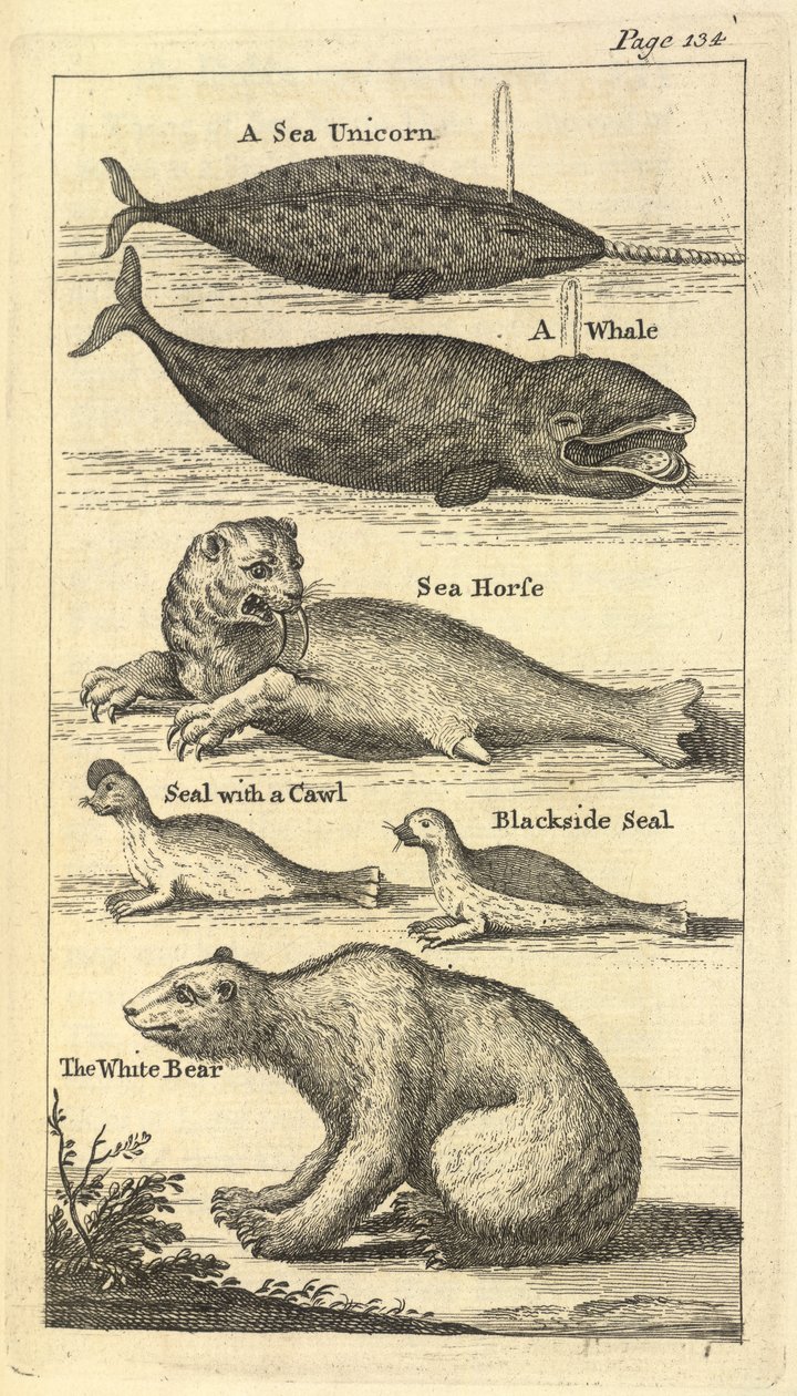 Diverse creature, da 