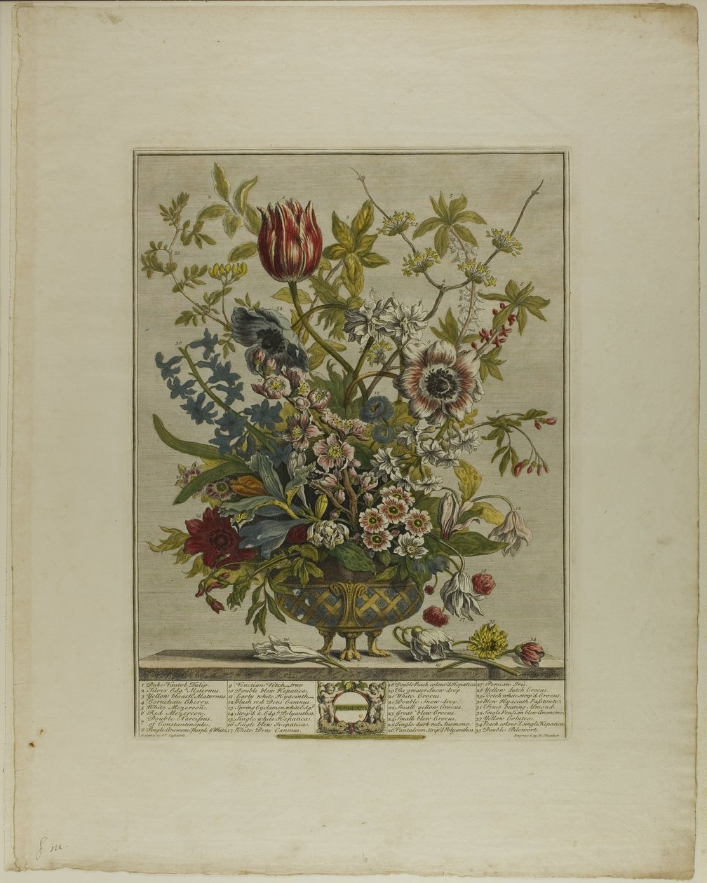 Febbraio, da Dodici mesi di fiori da Henry Fletcher
