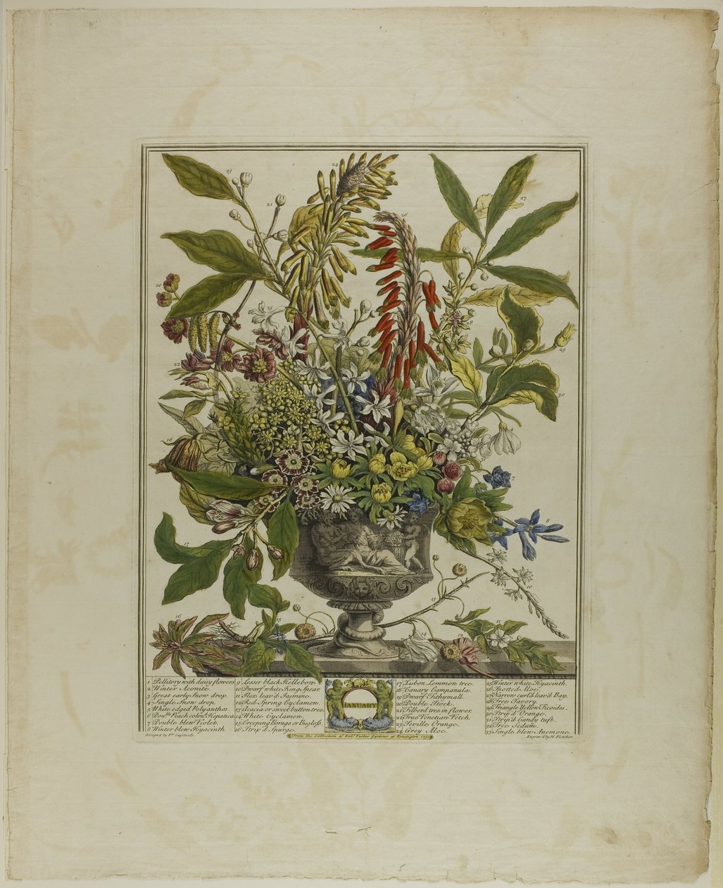 Gennaio, da Dodici mesi di fiori da Henry Fletcher