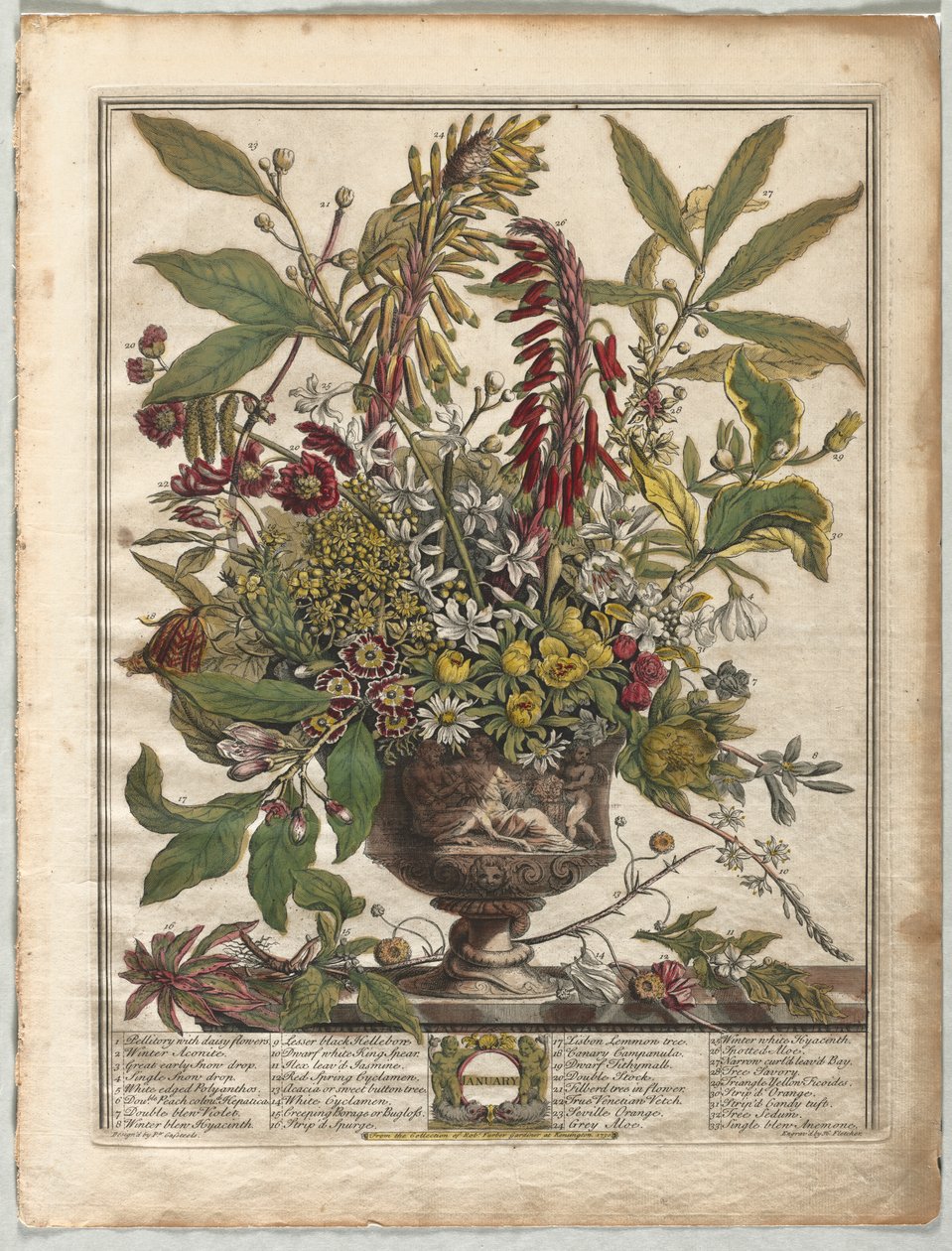 Dodici Mesi di Fiori: Gennaio da Henry Fletcher