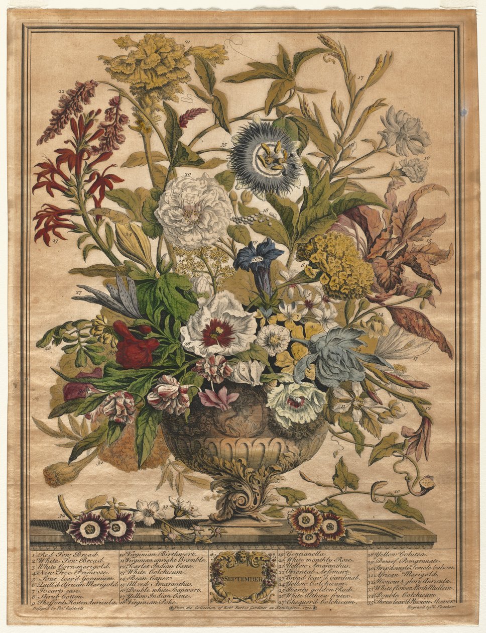 Dodici Mesi di Fiori: Settembre, 1730 da Henry Fletcher