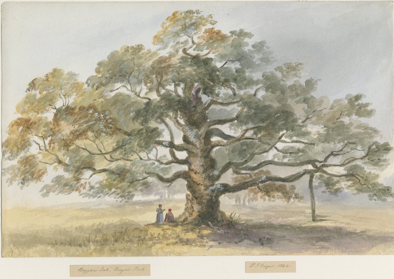 Blithfield - Quercia del Mendicante da Henry James Noyes