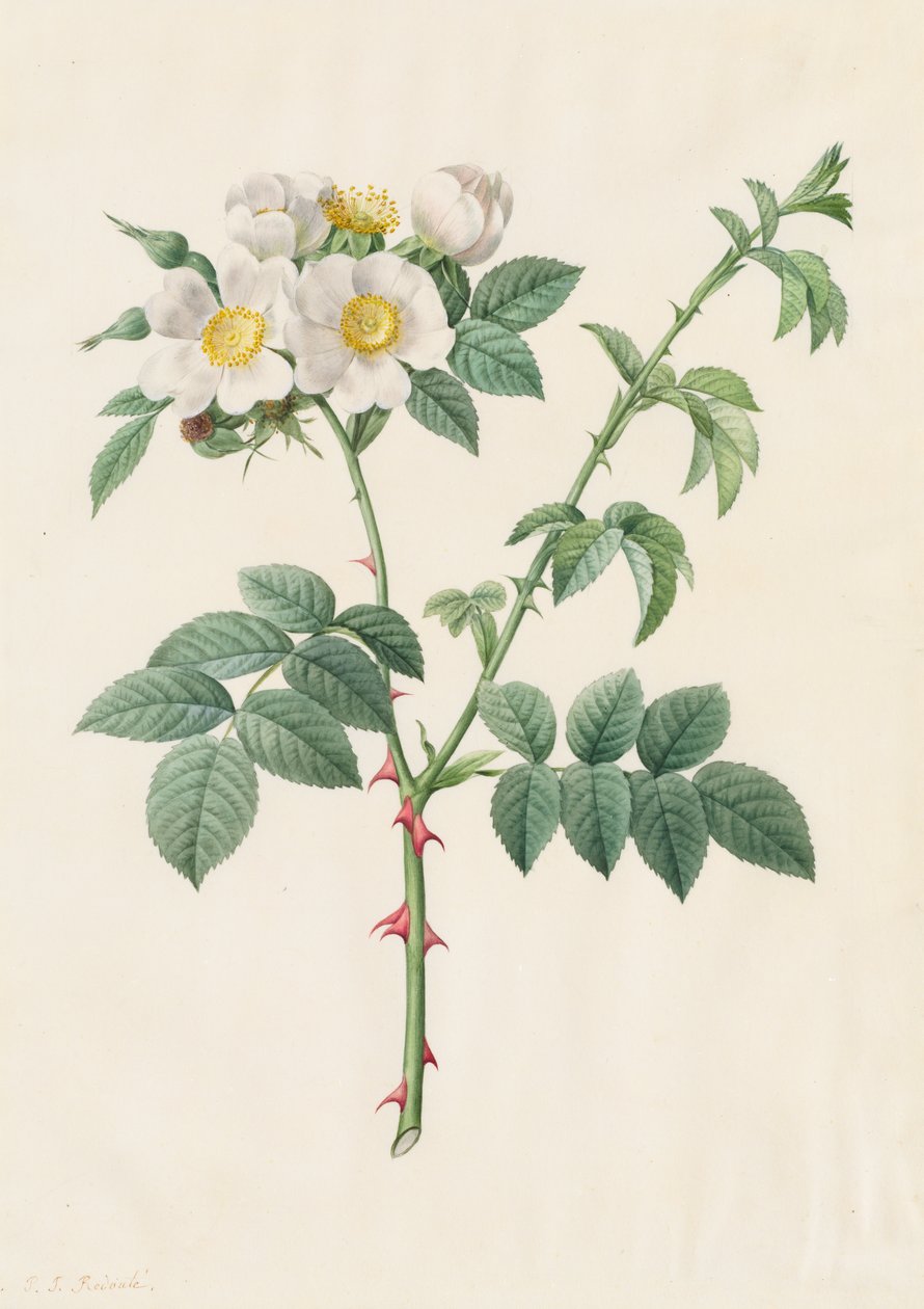 Rosa canina (Rosa Leucantha) da Henry Joseph Redouté