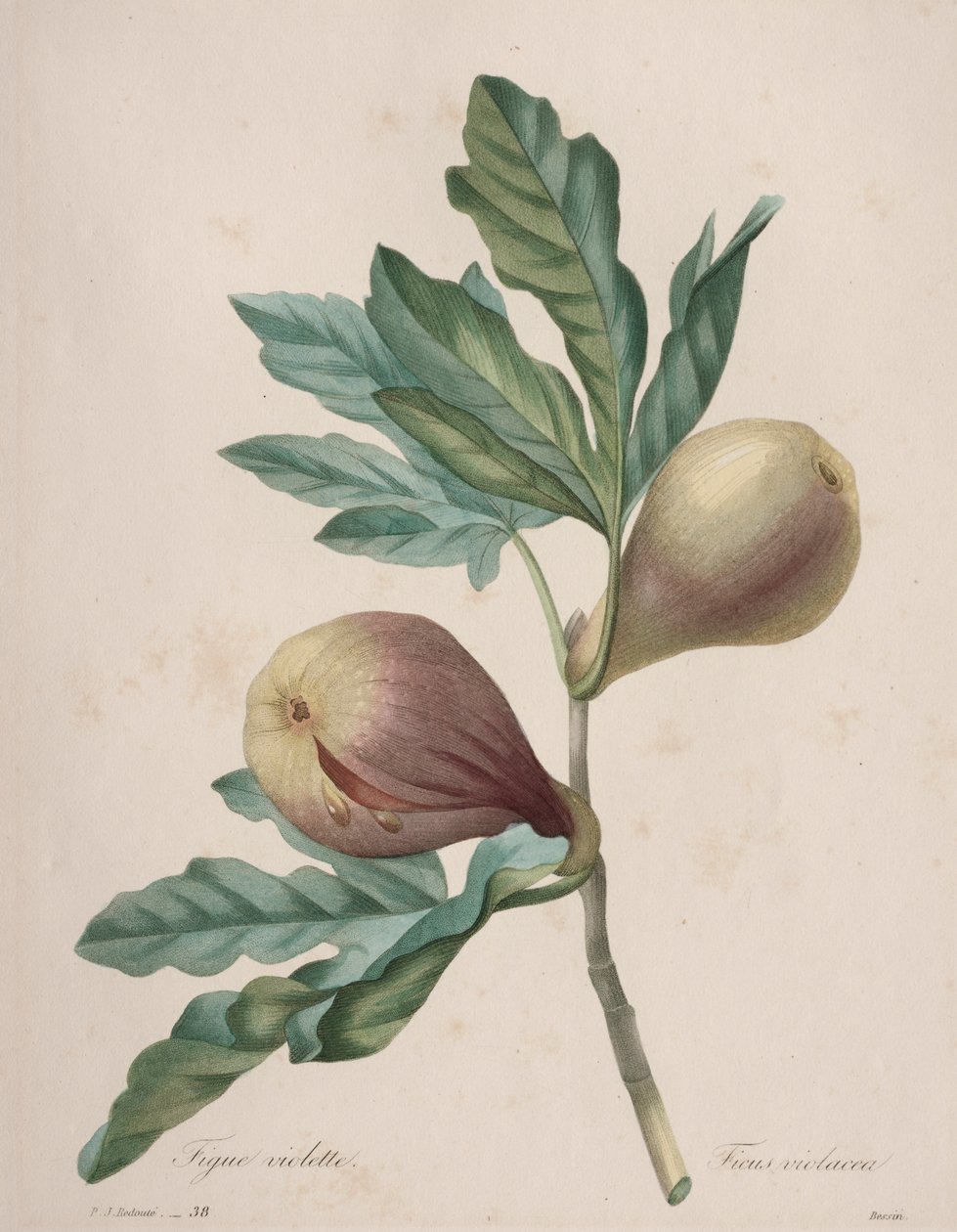Choix des plus belles fleurs...plus beaux fruits: Fico Violette da Henry Joseph Redouté