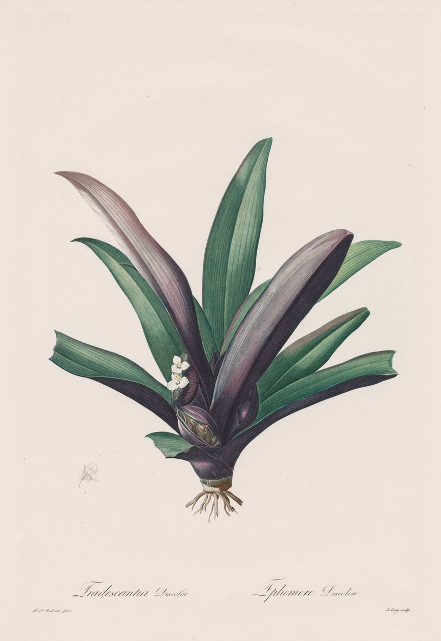 Les Liliacées: Tradescantia discolor da Henry Joseph Redouté